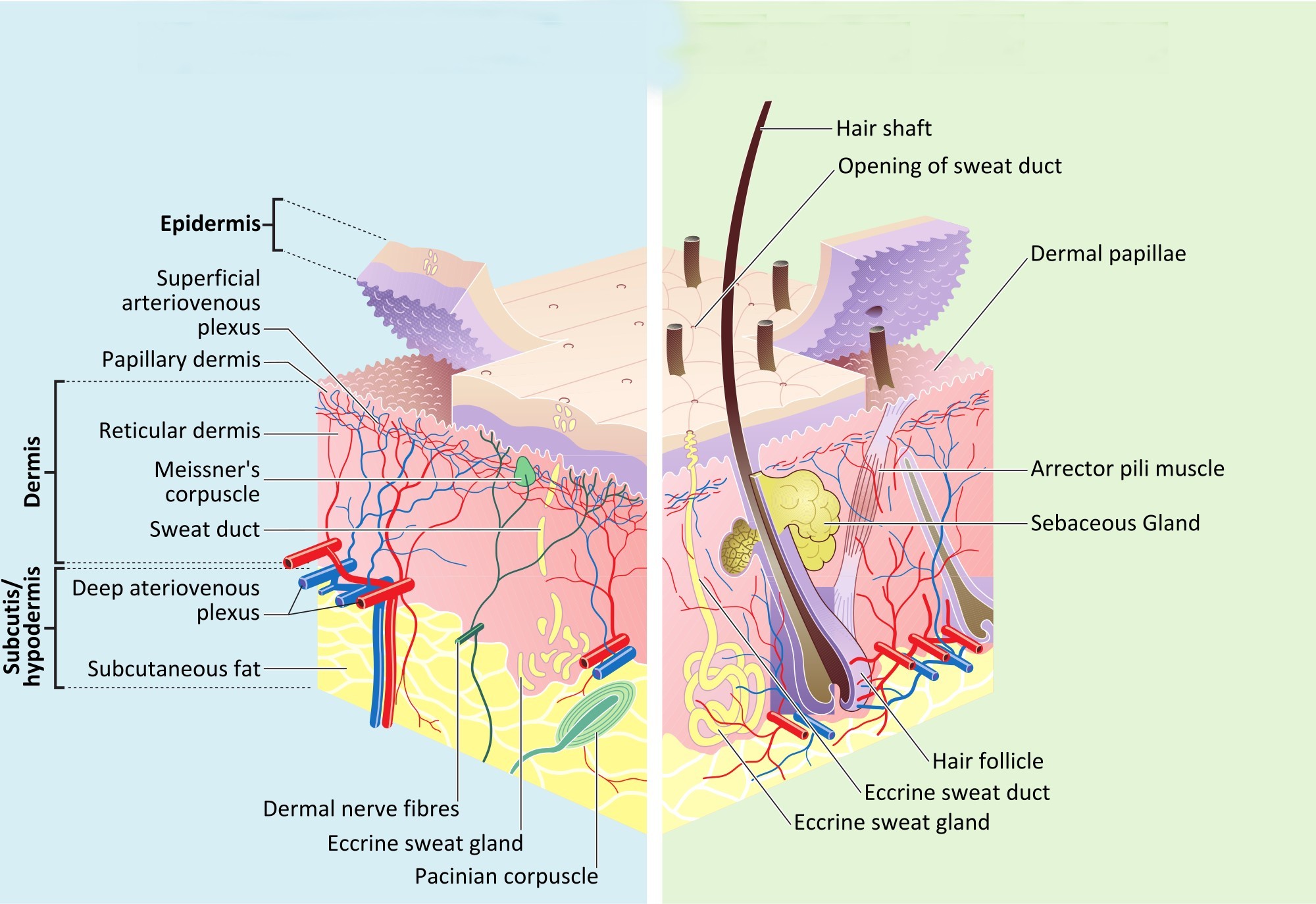 skin rashes from hepatitis c - Hepatitis C Treatment